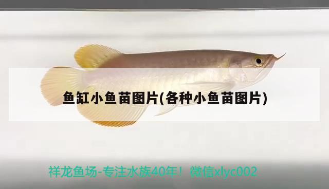 魚缸小魚苗圖片(各種小魚苗圖片)