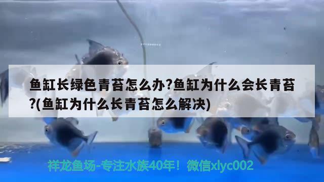 魚(yú)缸長(zhǎng)綠色青苔怎么辦?魚(yú)缸為什么會(huì)長(zhǎng)青苔?(魚(yú)缸為什么長(zhǎng)青苔怎么解決) 魚(yú)缸清潔用具