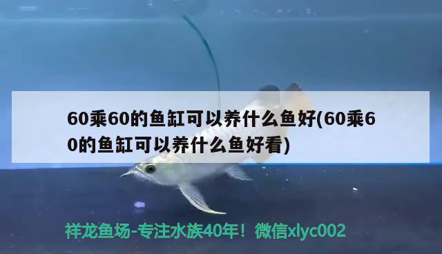 60乘60的魚缸可以養(yǎng)什么魚好(60乘60的魚缸可以養(yǎng)什么魚好看) 蝴蝶鯉