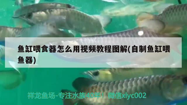 魚(yú)缸喂食器怎么用視頻教程圖解(自制魚(yú)缸喂魚(yú)器) 喂食器