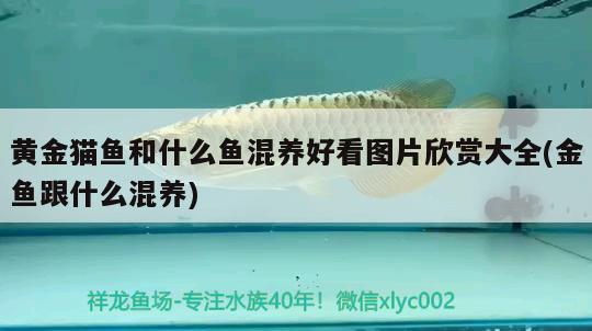 黃金貓魚(yú)和什么魚(yú)混養(yǎng)好看圖片欣賞大全(金魚(yú)跟什么混養(yǎng))