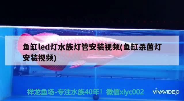 魚缸led燈水族燈管安裝視頻(魚缸殺菌燈安裝視頻) 黃金斑馬魚