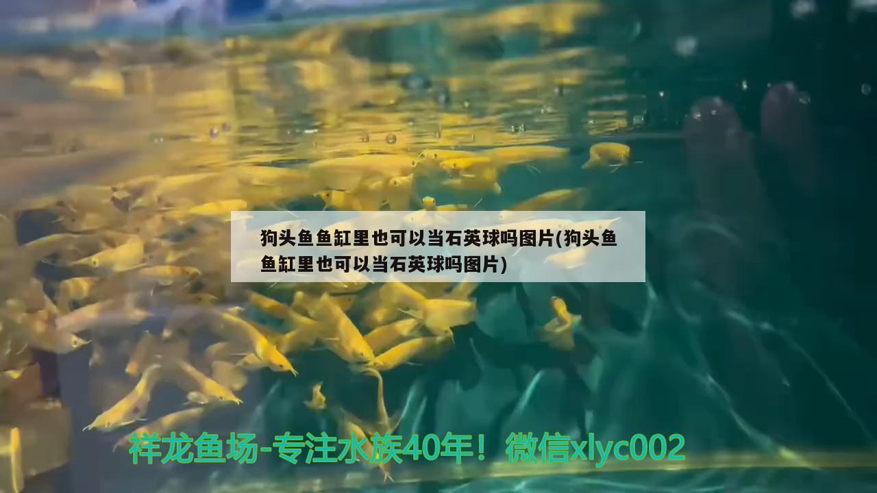 狗頭魚(yú)魚(yú)缸里也可以當(dāng)石英球嗎圖片(狗頭魚(yú)魚(yú)缸里也可以當(dāng)石英球嗎圖片) 狗頭魚(yú)