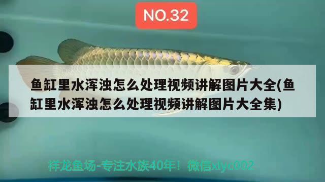 魚缸里水渾濁怎么處理視頻講解圖片大全(魚缸里水渾濁怎么處理視頻講解圖片大全集)