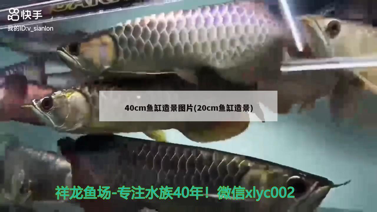 40cm魚缸造景圖片(20cm魚缸造景) 孵化器