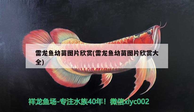 雷龍魚幼苗圖片欣賞(雷龍魚幼苗圖片欣賞大全) 玫瑰銀版魚 第3張