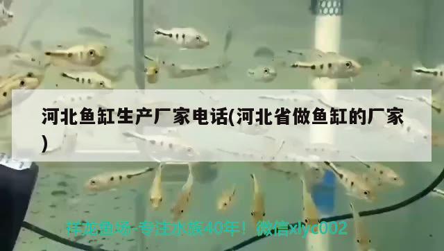 河北魚缸生產(chǎn)廠家電話(河北省做魚缸的廠家)