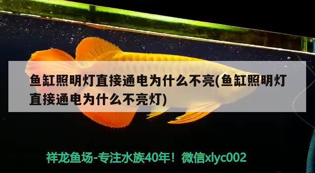 魚缸照明燈直接通電為什么不亮(魚缸照明燈直接通電為什么不亮燈) 藍底過背金龍魚