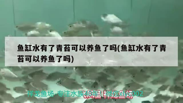 魚缸水有了青苔可以養(yǎng)魚了嗎(魚缸水有了青苔可以養(yǎng)魚了嗎)