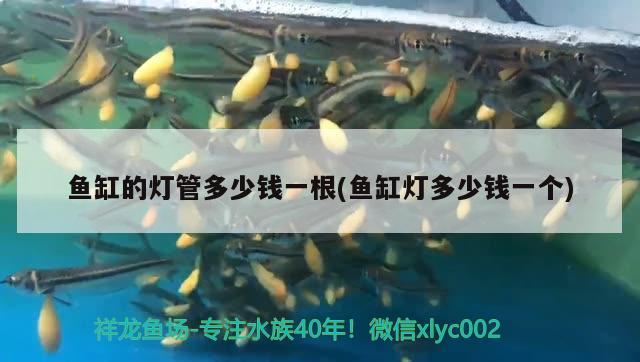 魚(yú)缸的燈管多少錢(qián)一根(魚(yú)缸燈多少錢(qián)一個(gè)) 金龍魚(yú)糧