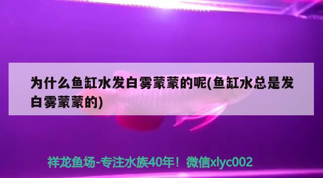 為什么魚(yú)缸水發(fā)白霧蒙蒙的呢(魚(yú)缸水總是發(fā)白霧蒙蒙的)