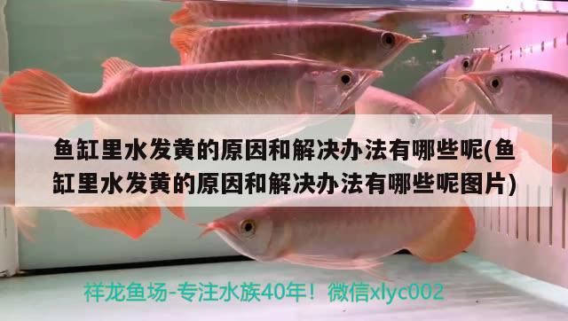 魚缸里水發(fā)黃的原因和解決辦法有哪些呢(魚缸里水發(fā)黃的原因和解決辦法有哪些呢圖片)