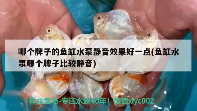 哪個牌子的魚缸水泵靜音效果好一點(diǎn)(魚缸水泵哪個牌子比較靜音) 魚缸水泵 第2張