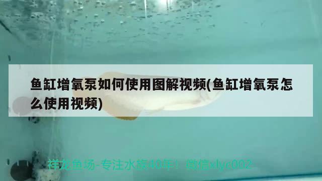 魚缸增氧泵如何使用圖解視頻(魚缸增氧泵怎么使用視頻) 白子黃化銀龍魚