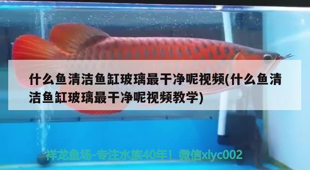 什么魚(yú)清潔魚(yú)缸玻璃最干凈呢視頻(什么魚(yú)清潔魚(yú)缸玻璃最干凈呢視頻教學(xué))