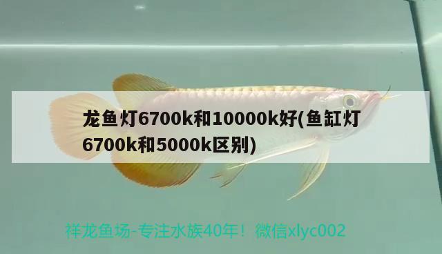 龍魚燈6700k和10000k好(魚缸燈6700k和5000k區(qū)別) 細線銀版魚