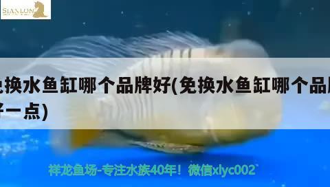 免換水魚缸哪個(gè)品牌好(免換水魚缸哪個(gè)品牌好一點(diǎn)) 狗仔招財(cái)貓魚