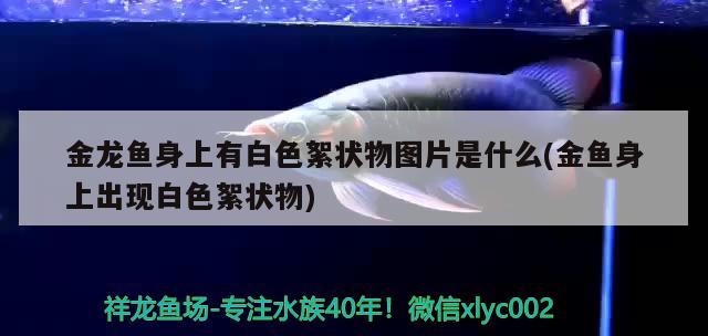 金龍魚身上有白色絮狀物圖片是什么(金魚身上出現(xiàn)白色絮狀物) 赤焰中國(guó)虎魚