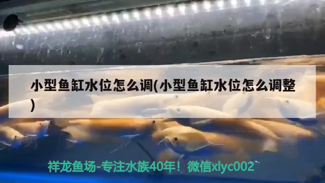 小型魚缸水位怎么調(diào)(小型魚缸水位怎么調(diào)整) 除藻劑