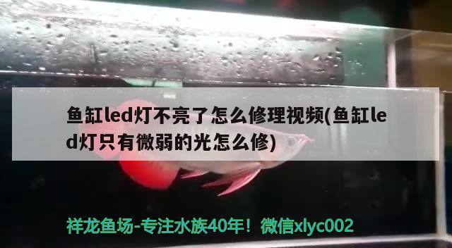 魚缸led燈不亮了怎么修理視頻(魚缸led燈只有微弱的光怎么修)