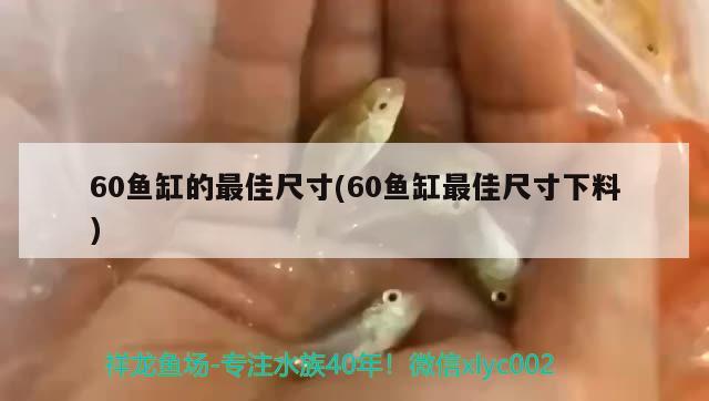 60魚缸的最佳尺寸(60魚缸最佳尺寸下料) 白子黑帝王魟魚