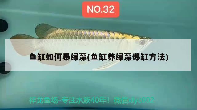 魚缸如何暴綠藻(魚缸養(yǎng)綠藻爆缸方法) 慈雕魚