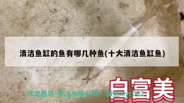 清潔魚缸的魚有哪幾種魚(十大清潔魚缸魚)