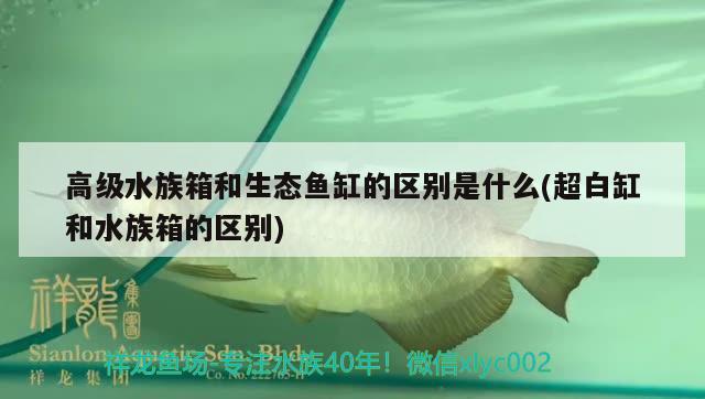 高級水族箱和生態(tài)魚缸的區(qū)別是什么(超白缸和水族箱的區(qū)別) 魚缸/水族箱