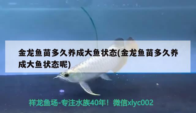 金龍魚苗多久養(yǎng)成大魚狀態(tài)(金龍魚苗多久養(yǎng)成大魚狀態(tài)呢)