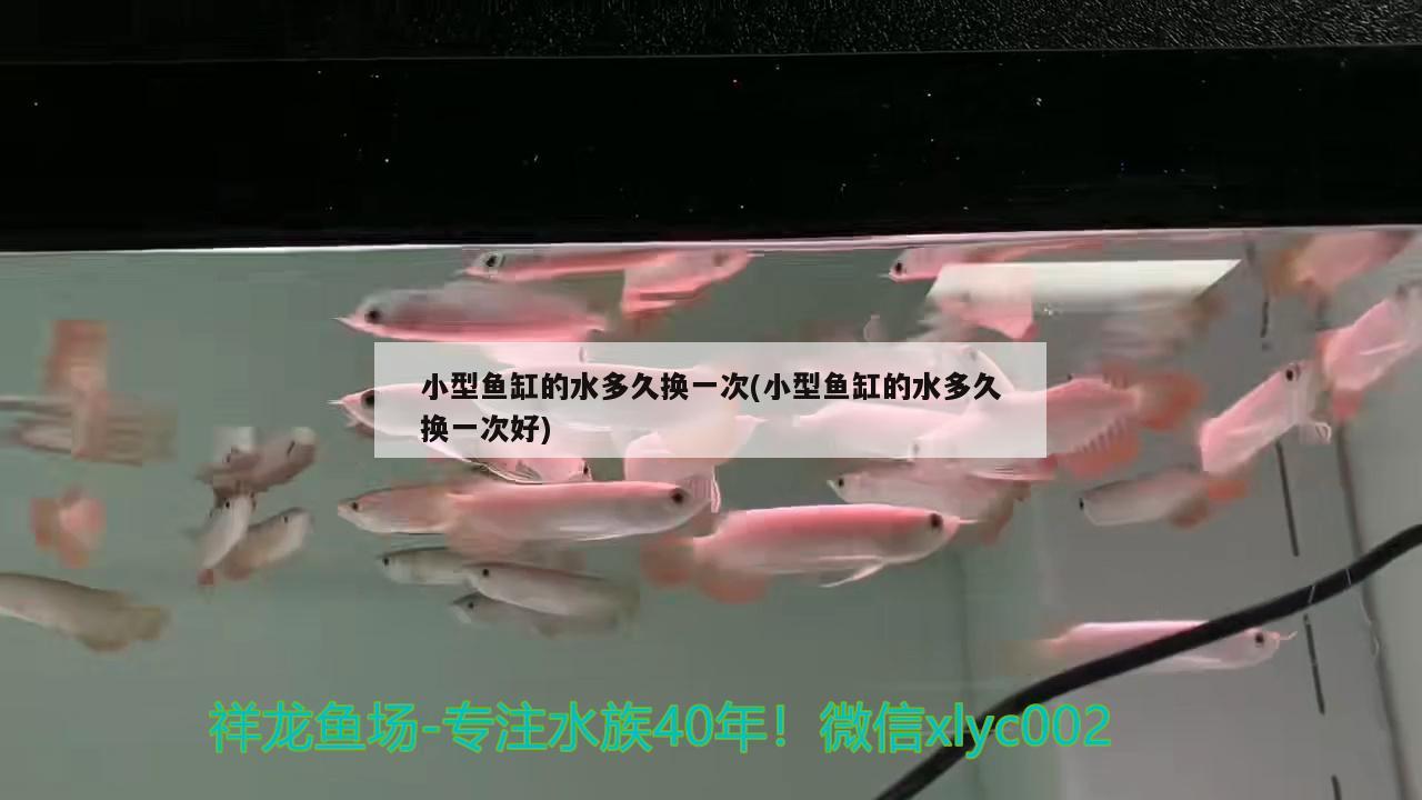 小型魚缸的水多久換一次(小型魚缸的水多久換一次好)