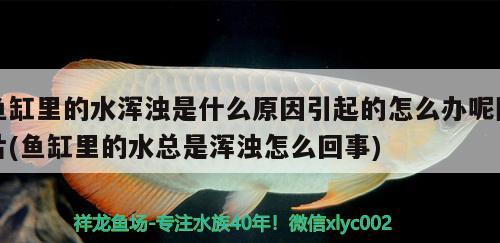 魚缸里的水渾濁是什么原因引起的怎么辦呢圖片(魚缸里的水總是渾濁怎么回事) 祥龍水族護(hù)理水