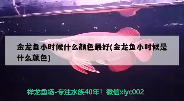 金龍魚小時(shí)候什么顏色最好(金龍魚小時(shí)候是什么顏色) ?；?異型虎魚/純色虎魚