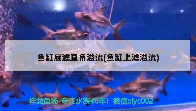 魚缸底濾直角溢流(魚缸上濾溢流) 大白鯊魚苗