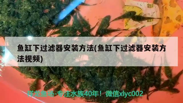 魚缸下過濾器安裝方法(魚缸下過濾器安裝方法視頻) 巴西亞魚