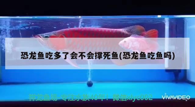 恐龍魚吃多了會不會撐死魚(恐龍魚吃魚嗎) 黃金鴨嘴魚