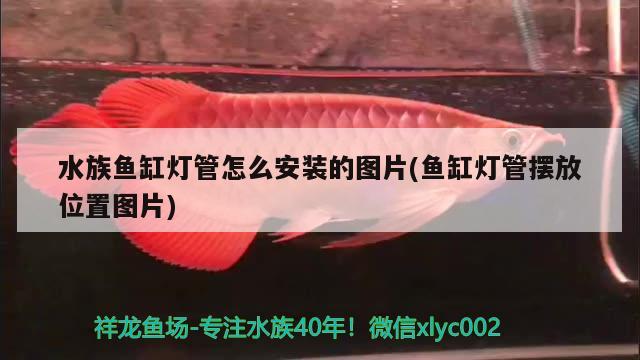 水族魚缸燈管怎么安裝的圖片(魚缸燈管擺放位置圖片)