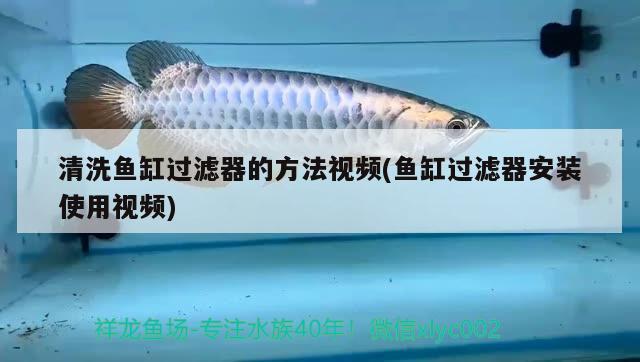 清洗魚缸過濾器的方法視頻(魚缸過濾器安裝使用視頻)