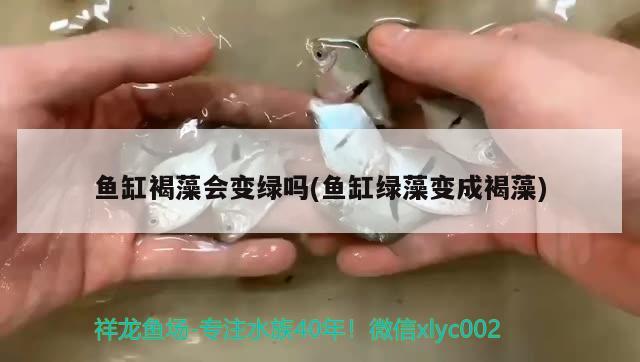 魚缸褐藻會(huì)變綠嗎(魚缸綠藻變成褐藻) 水族用品