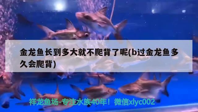 金龍魚長到多大就不爬背了呢(b過金龍魚多久會爬背)