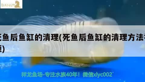 死魚后魚缸的清理(死魚后魚缸的清理方法視頻)