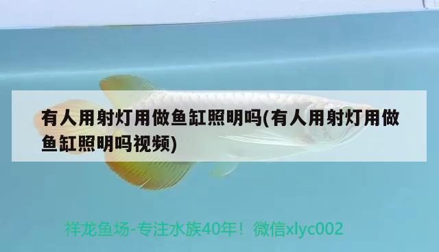 有人用射燈用做魚缸照明嗎(有人用射燈用做魚缸照明嗎視頻) 黃金招財貓魚