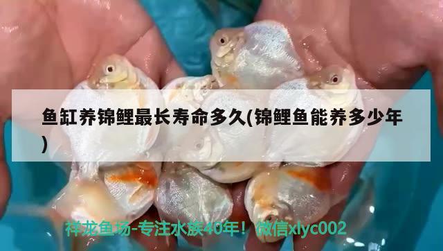 魚缸養(yǎng)錦鯉最長(zhǎng)壽命多久(錦鯉魚能養(yǎng)多少年) 水族用品