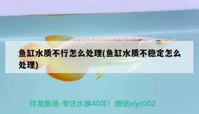 魚缸水質(zhì)不行怎么處理(魚缸水質(zhì)不穩(wěn)定怎么處理) 魚缸水質(zhì)穩(wěn)定劑