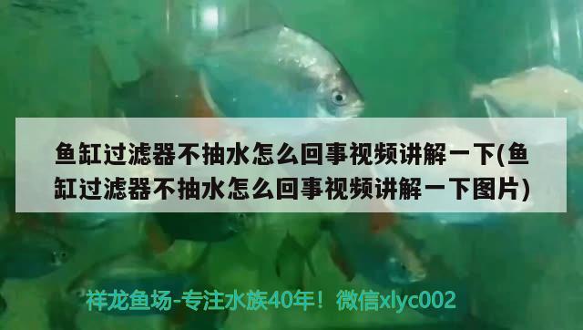 魚缸過濾器不抽水怎么回事視頻講解一下(魚缸過濾器不抽水怎么回事視頻講解一下圖片) 印尼虎苗