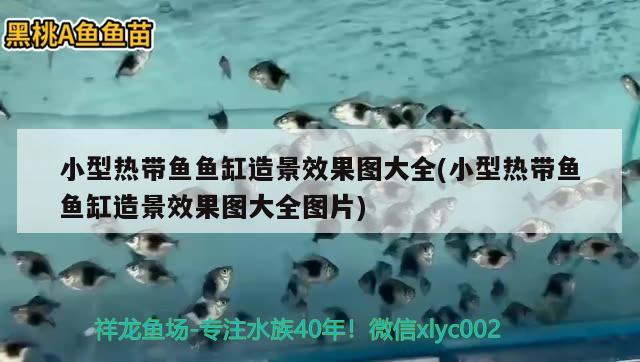 小型熱帶魚魚缸造景效果圖大全(小型熱帶魚魚缸造景效果圖大全圖片)