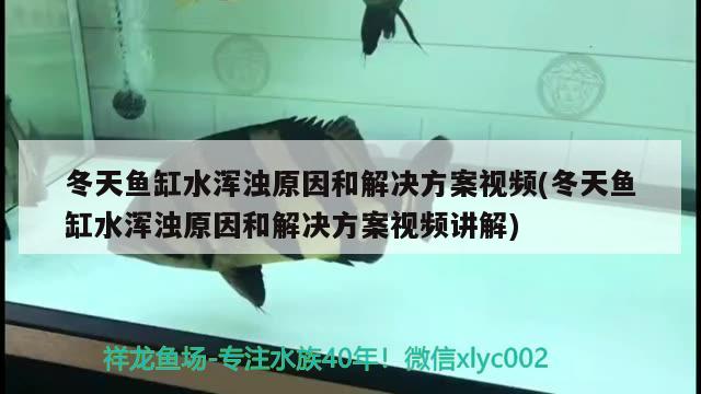 冬天魚缸水渾濁原因和解決方案視頻(冬天魚缸水渾濁原因和解決方案視頻講解)