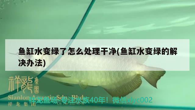 魚缸水變綠了怎么處理干凈(魚缸水變綠的解決辦法)