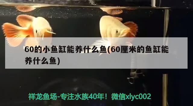 60的小魚缸能養(yǎng)什么魚(60厘米的魚缸能養(yǎng)什么魚) 招財(cái)戰(zhàn)船魚 第2張