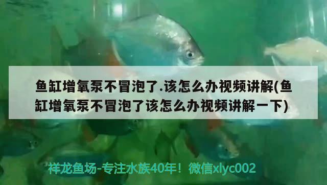 魚缸增氧泵不冒泡了.該怎么辦視頻講解(魚缸增氧泵不冒泡了該怎么辦視頻講解一下)