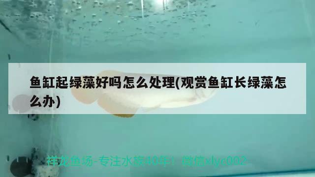 魚缸起綠藻好嗎怎么處理(觀賞魚缸長(zhǎng)綠藻怎么辦)